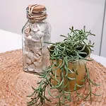 Bakboord オステンド
